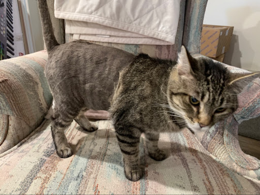 Pet Supply Store «PetSmart», reviews and photos, 6046 Marsha Sharp Fwy, Lubbock, TX 79407, USA