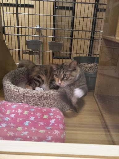 Pet Supply Store «PetSmart», reviews and photos, 14420 Farm to Market 2920, Tomball, TX 77377, USA