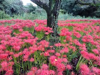 篠津の桜堤