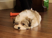 My Pets Nanny Deb - Photo 3 - Car repair in , Aurora