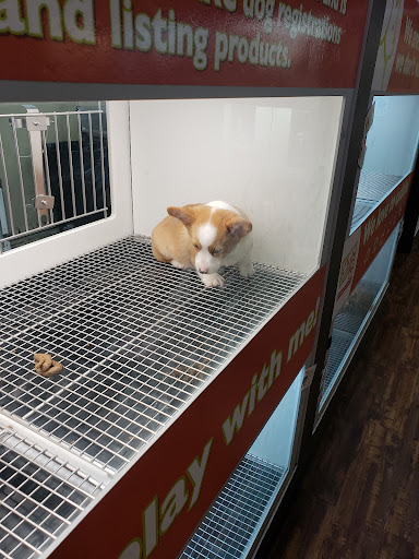 Pet Store «Petland of Plantation», reviews and photos, 801 S University Dr, Plantation, FL 33324, USA