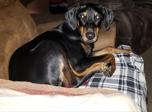 Pet Store «Pet Valu», reviews and photos, 1301 W Skippack Pike, Blue Bell, PA 19422, USA