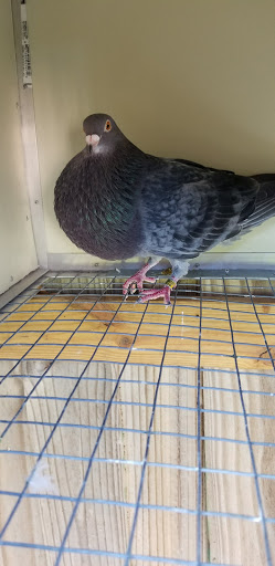 Pet Store «El Palomar Pet Shop Inc», reviews and photos, 4712 W Flagler St, Coral Gables, FL 33134, USA