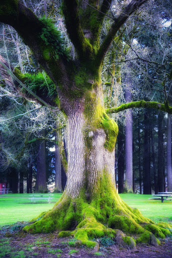 Park «Sellwood Park», reviews and photos, SE Miller St & SE 7th Ave, Portland, OR 97202, USA