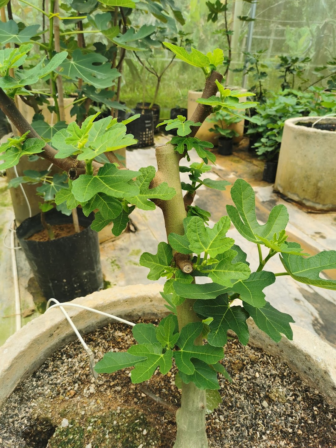 Figs Malaysia Farm