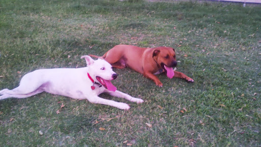 Park «Grover Basin Dog Park», reviews and photos, 17445 N 20th St, Phoenix, AZ 85022, USA