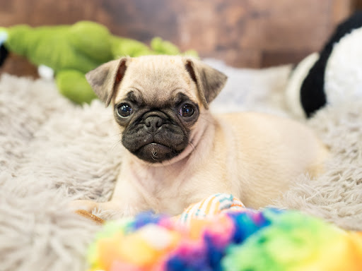 Pet Store «Petland Pembroke Pines», reviews and photos, 356 N University Dr, Pembroke Pines, FL 33024, USA