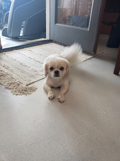 Pet Supply Store «Red Dog Hound & Pet Supply», reviews and photos, 3017 S Sheridan Rd, Tulsa, OK 74129, USA