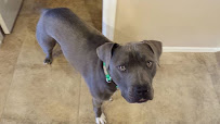 Creature Feature Pet Sitting, LLC - Photo 4 - Car repair in , Mesa