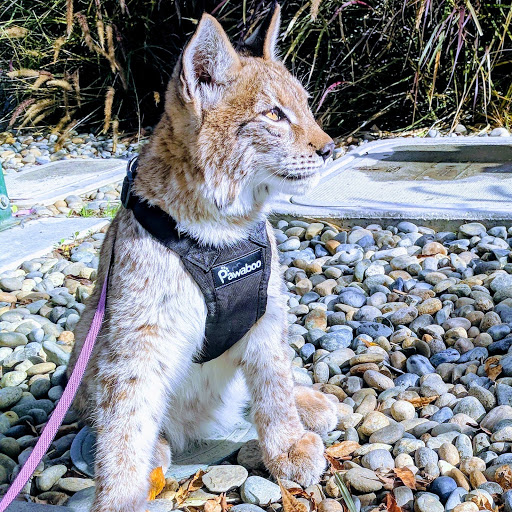 Pet Store «Lost Realms Pets», reviews and photos, 8059 N Cedar Ave, Fresno, CA 93720, USA