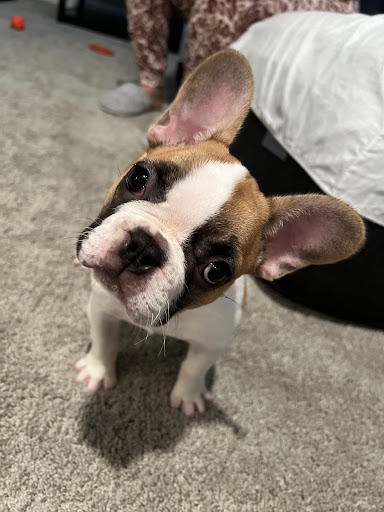 Sunshine Puppies Two