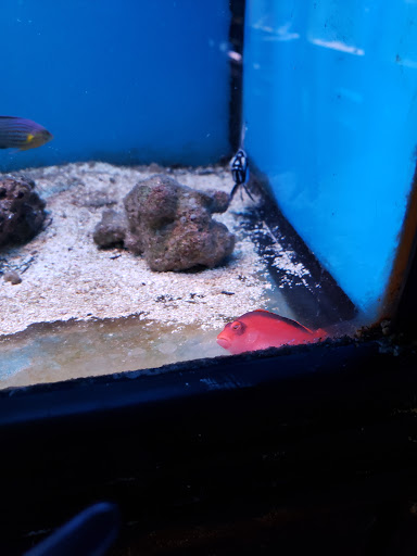 Pet Supply Store «Monrovia Tropical Fish», reviews and photos, 603 W Huntington Dr, Monrovia, CA 91016, USA