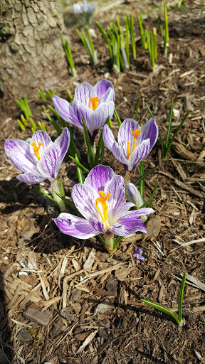 Park «Falls Park», reviews and photos, 460 Falls Park Dr, Pendleton, IN 46064, USA