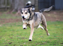 Whispering Pines Kennel - Photo 4 - Car repair in Niles, MI, South Bend