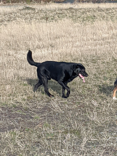 Orting Animal Hospital