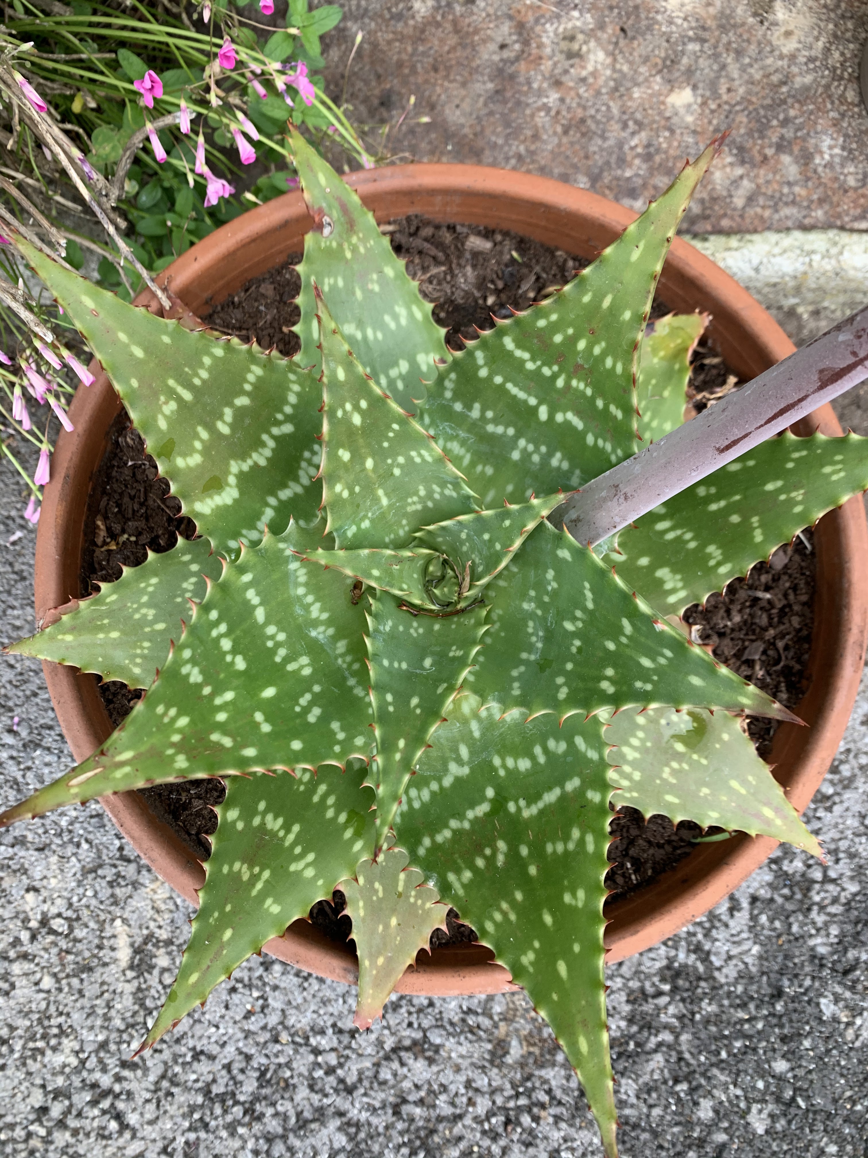 Photo n° 10 de l'avis de Jose.a fait le 01/05/2020 à 08:36