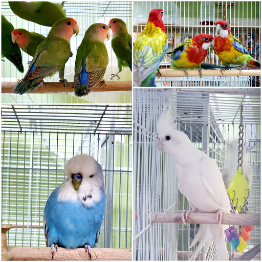 Pet Store «Louis Birds Pets & Supplies», reviews and photos, 80 Keyes St, San Jose, CA 95122, USA