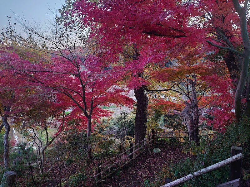 筑波山芝桜