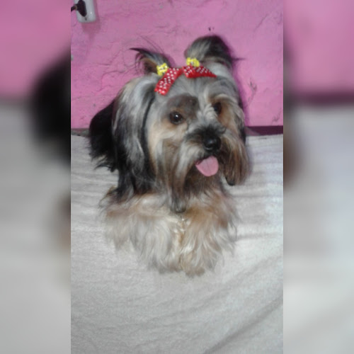 Peluqueria Canina Snuppy