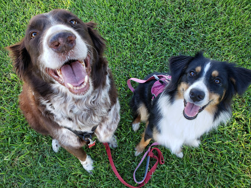 Wizard of Pawz Grooming