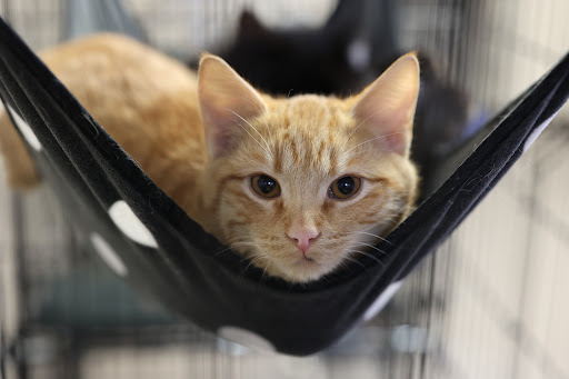 Animal Control Service «Animal Control», reviews and photos