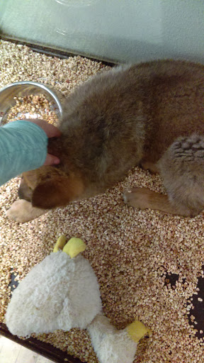 Pet Store «Critter Cabana», reviews and photos, 516 E 1st St, Newberg, OR 97132, USA