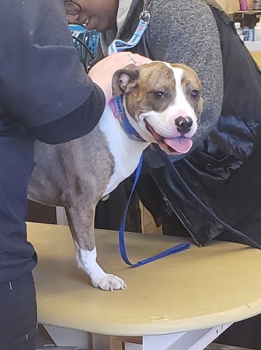 Pet Supply Store «PetSmart», reviews and photos, 157 Levittown Pkwy B, Levittown, PA 19055, USA