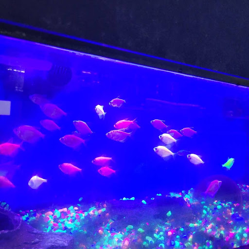 Pet Store «Coral Reef Pet Center», reviews and photos, 7723 W Lawrence Ave, Norridge, IL 60706, USA