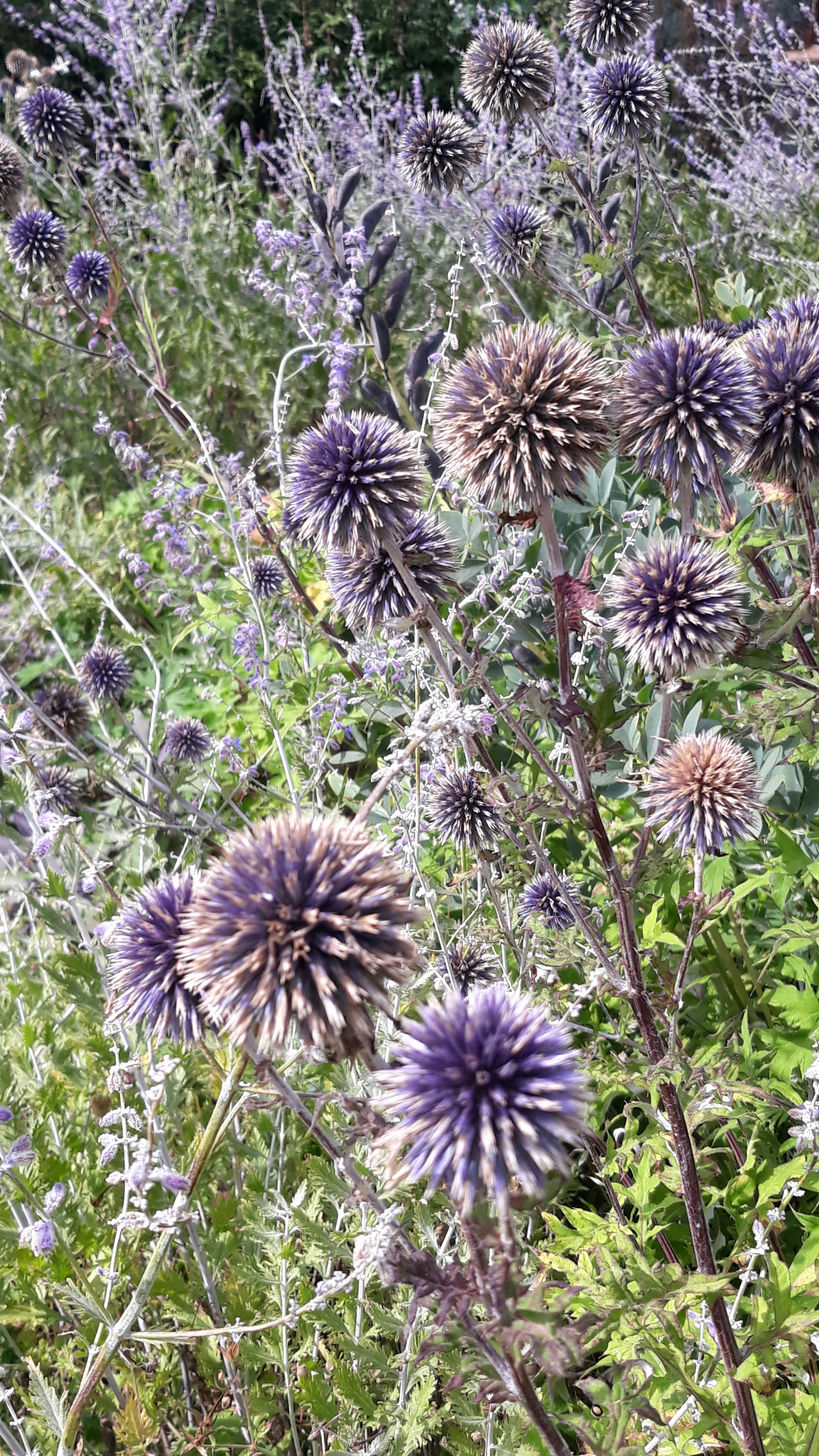 Photo n° 2 de l'avis de Nature.s fait le 03/09/2023 à 08:23