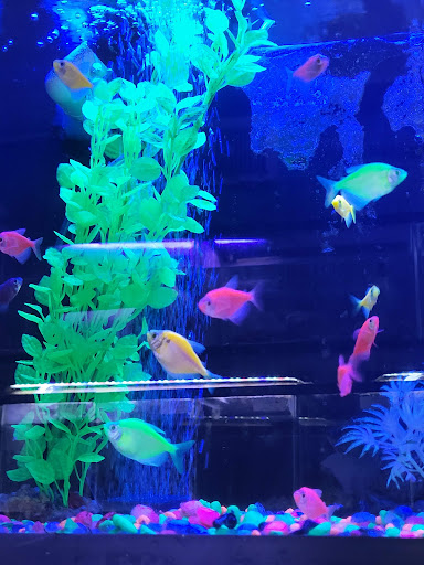 Tropical Fish Store «Best Fish», reviews and photos, 1335 N Doctor M.L.K. Dr, Milwaukee, WI 53212, USA