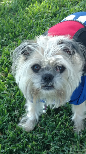 Public Golf Course «Chester Washington Golf Course», reviews and photos, 1818 Charlie Sifford Dr, Los Angeles, CA 90047, USA