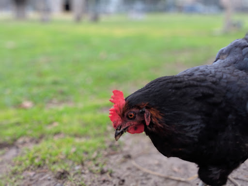 Farm «The Belmont Goats», reviews and photos, 9330 SE Harold St, Portland, OR 97266, USA