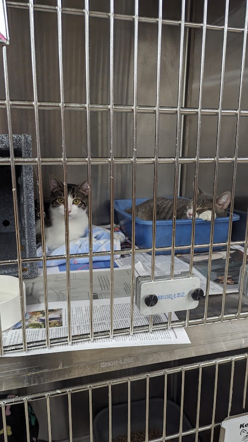  alt='I recently visited Edison Animal Shelter and was thoroughly impressed by the experience'