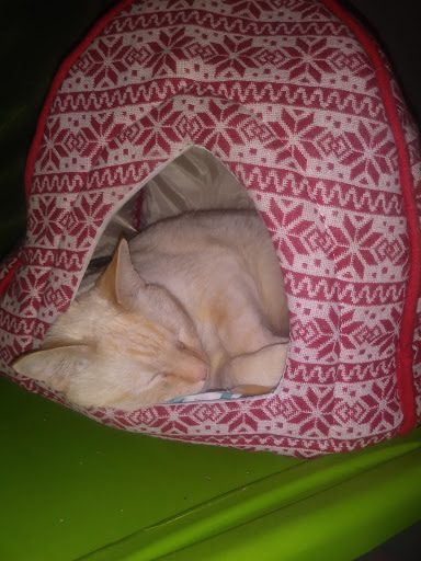 Clothing Store «Ross Dress for Less», reviews and photos, 1101 5th Ave, Hammond, IN 46320, USA