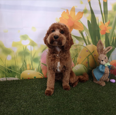 Missymoo's Dog Grooming