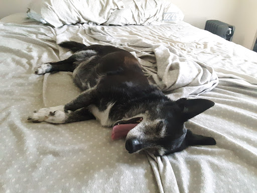 Pet Supply Store «PetSmart», reviews and photos, 26532 Towne Centre Dr, Foothill Ranch, CA 92610, USA