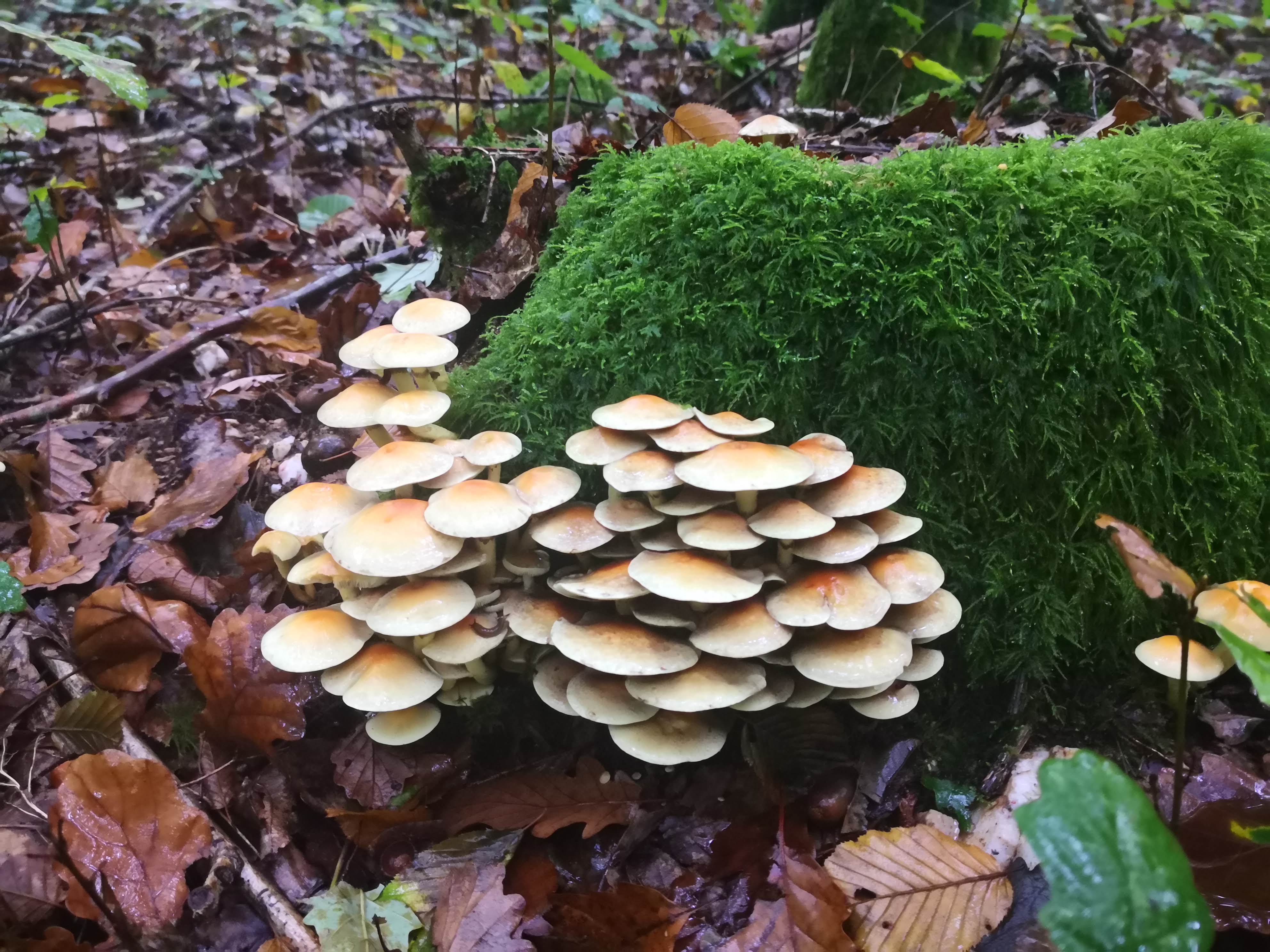 Photo n° 2 de l'avis de Célia.u fait le 04/11/2020 à 07:28