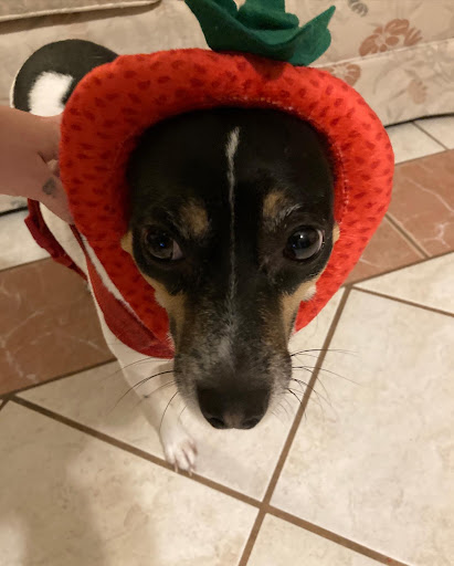 Pet Supply Store «Petco Animal Supplies», reviews and photos, 1808 Tamiami Trail a, Port Charlotte, FL 33948, USA