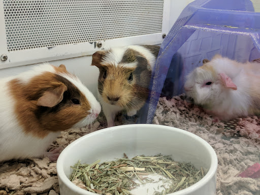 Pet Supply Store «Petco Animal Supplies», reviews and photos, 8164 Mall Pkwy, Lithonia, GA 30038, USA