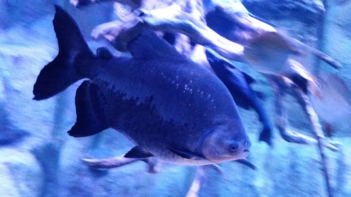 Aquarium «Via Aquarium», reviews and photos, 93 W Campbell Rd, Schenectady, NY 12306, USA