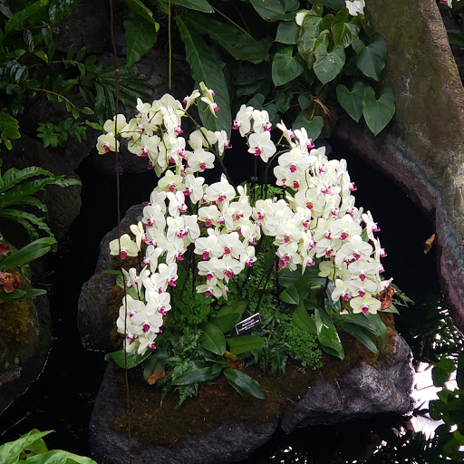 Gift Shop «NYBG Shop», reviews and photos, 2900 Southern Blvd, Bronx, NY 10458, USA