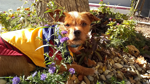 Pet Supply Store «PetSmart», reviews and photos, 3220 W Shaw Ave, Fresno, CA 93711, USA