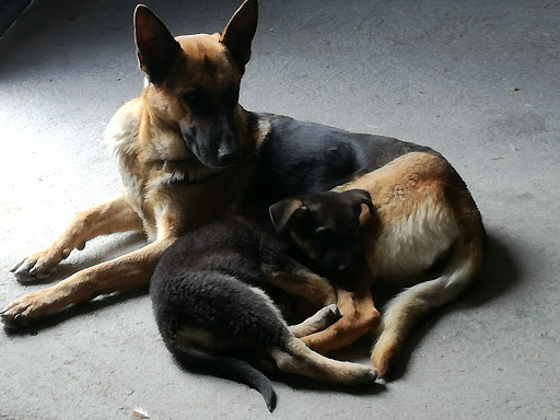 Centro Veterinario Carranque en Carranque
