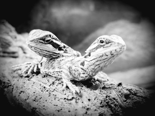 Pet Supply Store «Petco Animal Supplies», reviews and photos, 1930 SW Wanamaker Rd, Topeka, KS 66604, USA