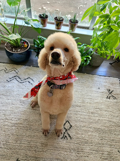 Grooming Gallery LLC