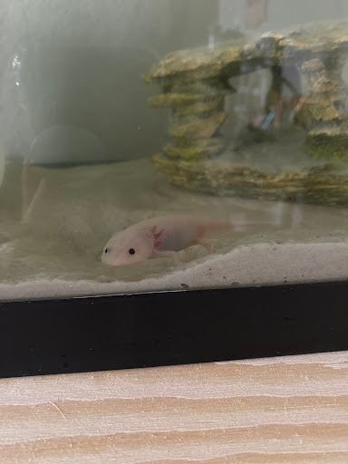 Tropical Fish Store «Tropical Treasures», reviews and photos, 2212 E Platte Ave, Colorado Springs, CO 80909, USA