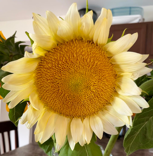 Fruit and Vegetable Store «Henley Farm», reviews and photos, 3513 Charity Neck Rd, Virginia Beach, VA 23456, USA