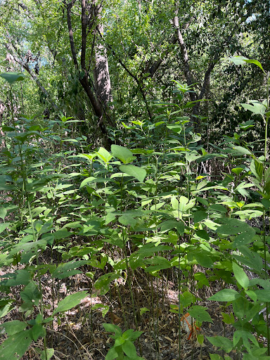 Park «Jane Dubel Park», reviews and photos, 4741 Callaghan Rd, San Antonio, TX 78228, USA