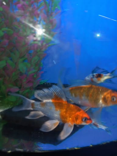 Pet Store «All Pets Club», reviews and photos, 405 Queen St, Southington, CT 06489, USA