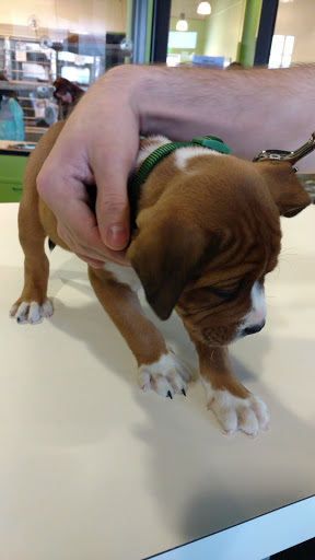 Animal Protection Organization «Greenville Humane Society», reviews and photos